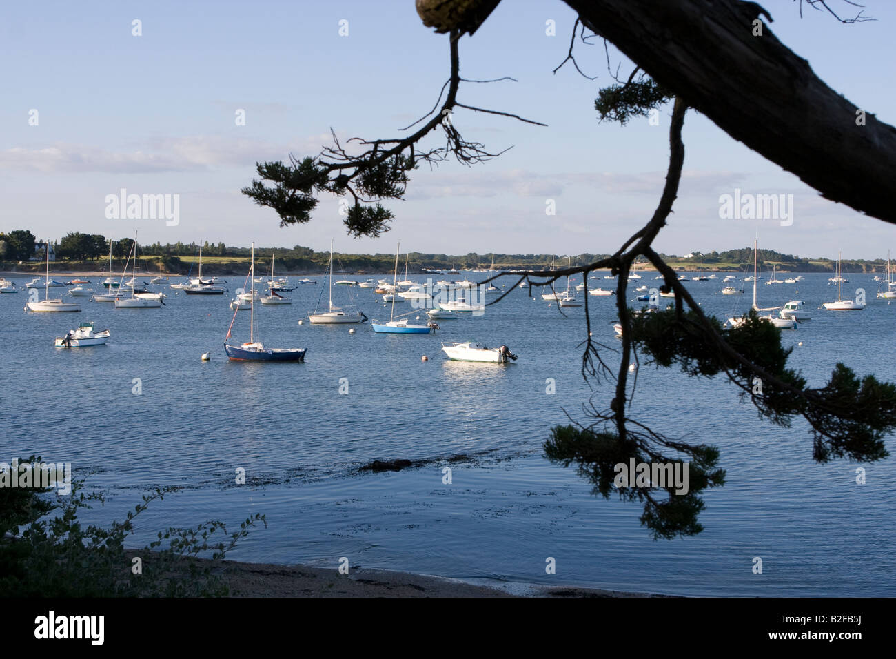 Behind a maritime pine, sailing boats on the sea, Brittany, France Stock Photo