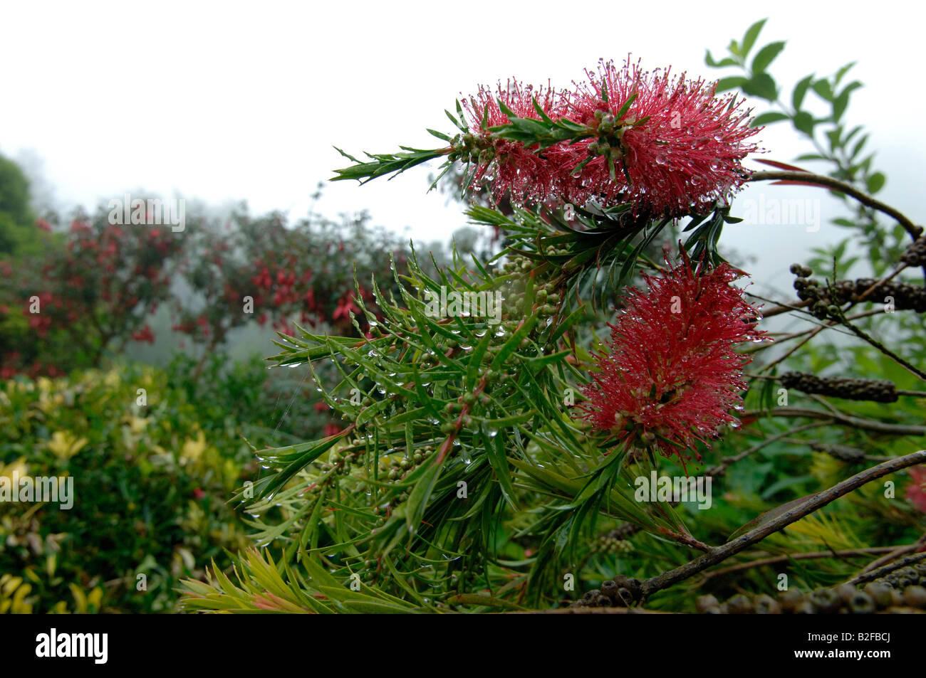 Red Australian bottle brush Callistemon flowers with rain drops Stock Photo