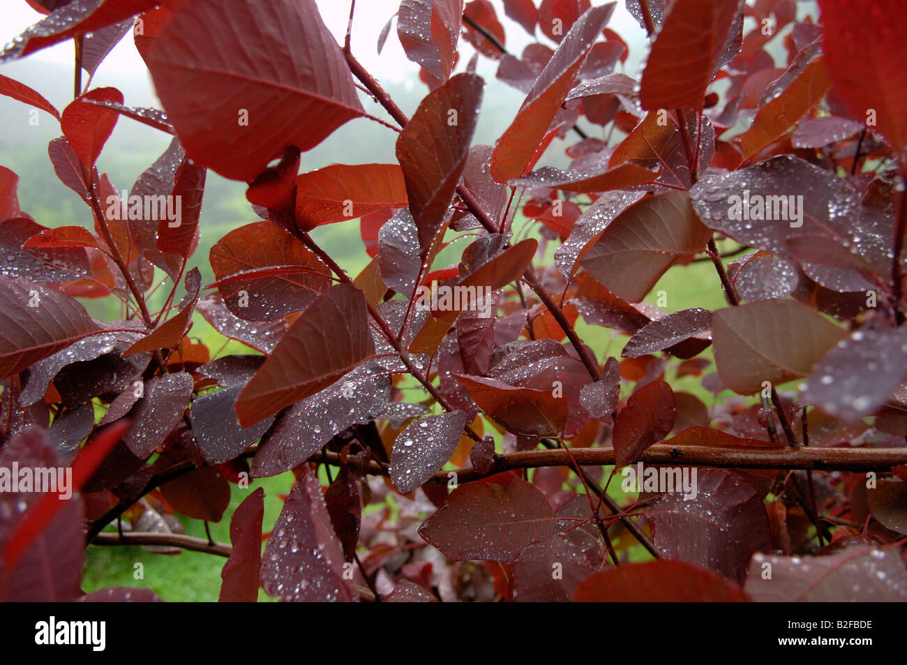 Smoke tree Cotinus coggygria leaves in a rain shower Stock Photo