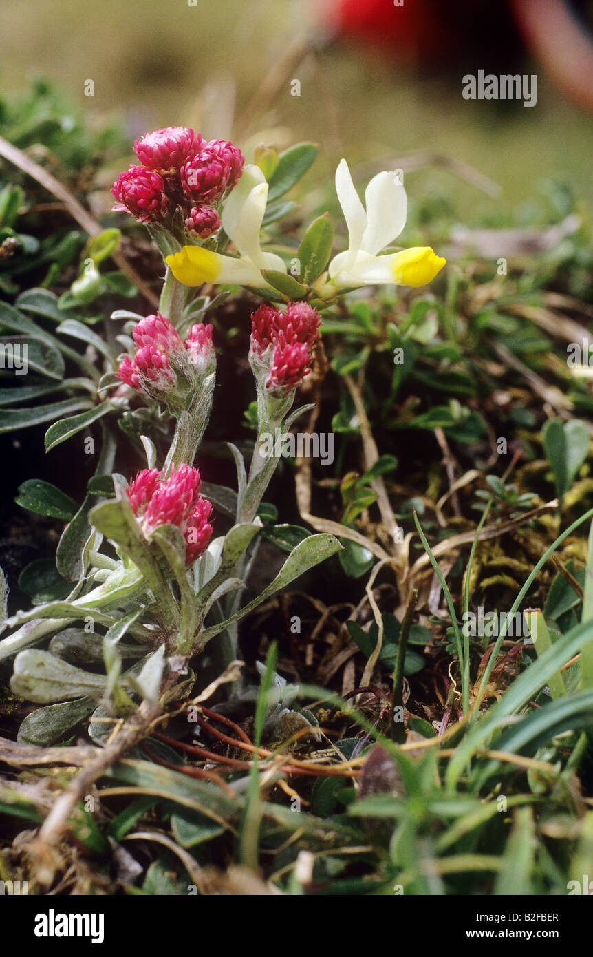 mountain everlasting / Antennaria dioica Stock Photo