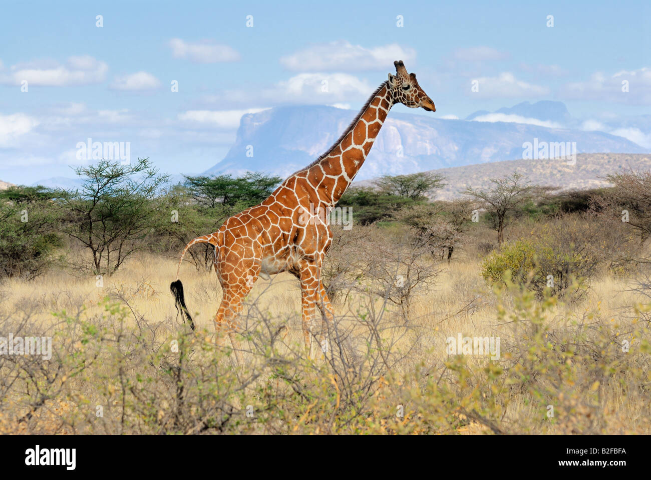 Reticulated Giraffe / Giraffa camelopardalis reticulata Stock Photo