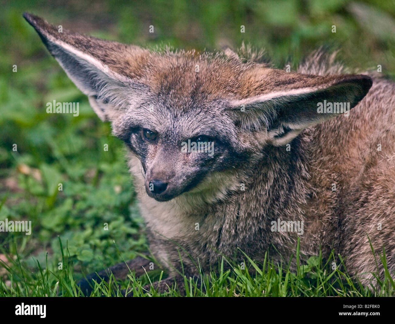Bat-Eared Fox (otocyon megalotis Stock Photo - Alamy