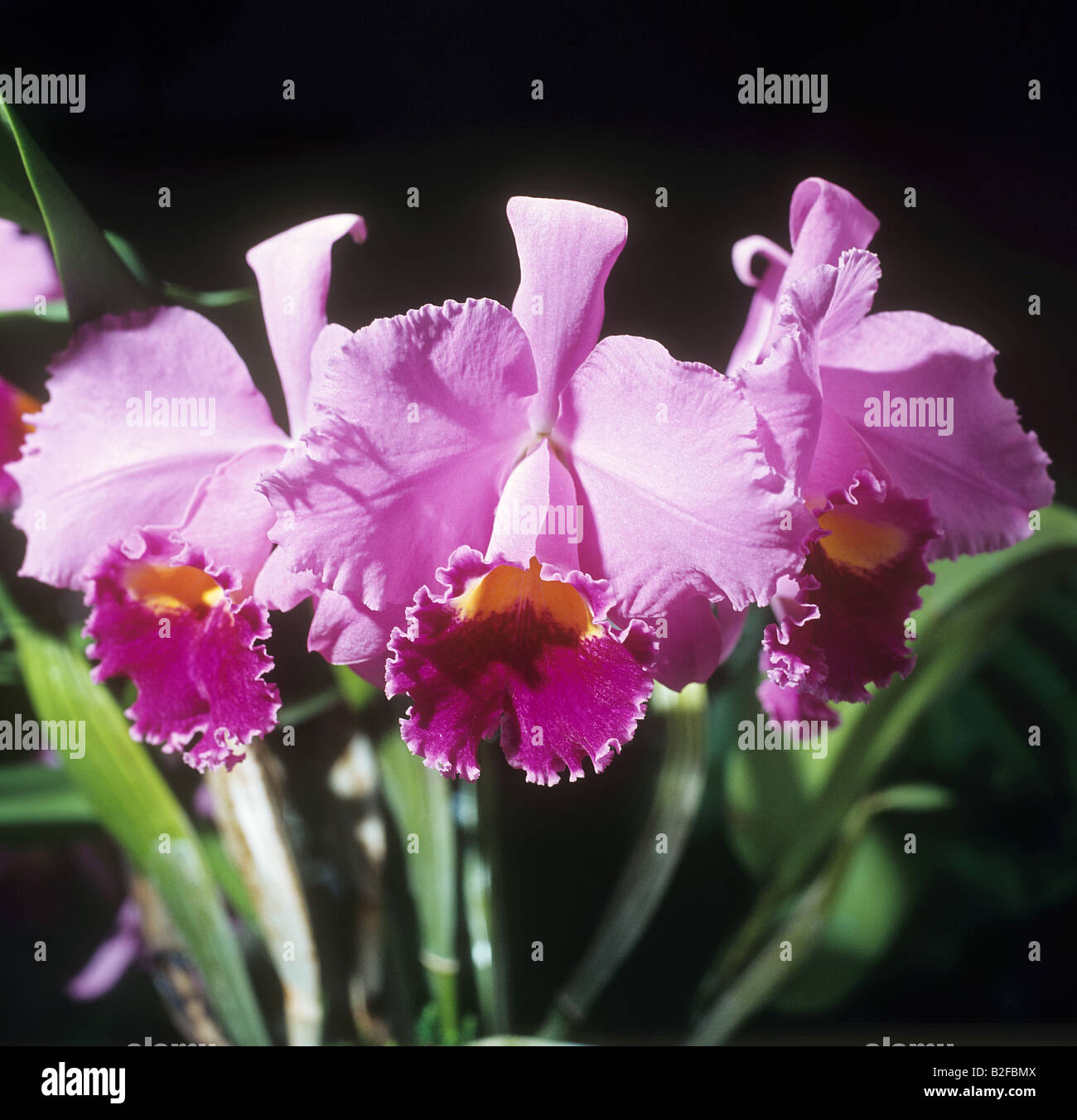 orchid (Laeliocattleya) - blossoms Stock Photo