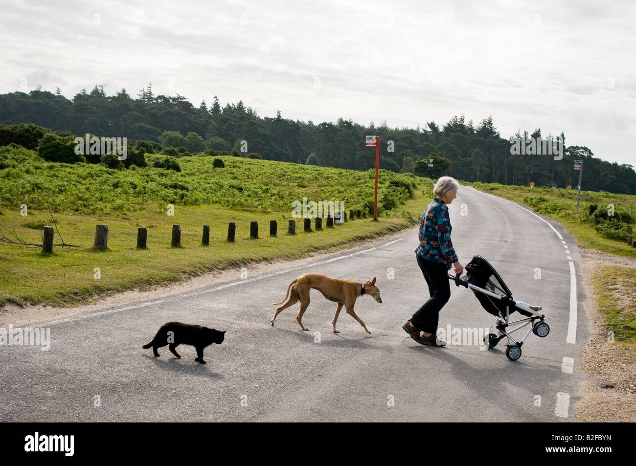 A Grandmother taking her baby grandson for a walk in the push chair, being followed by a black cat and a dog. The New Forest. Stock Photo