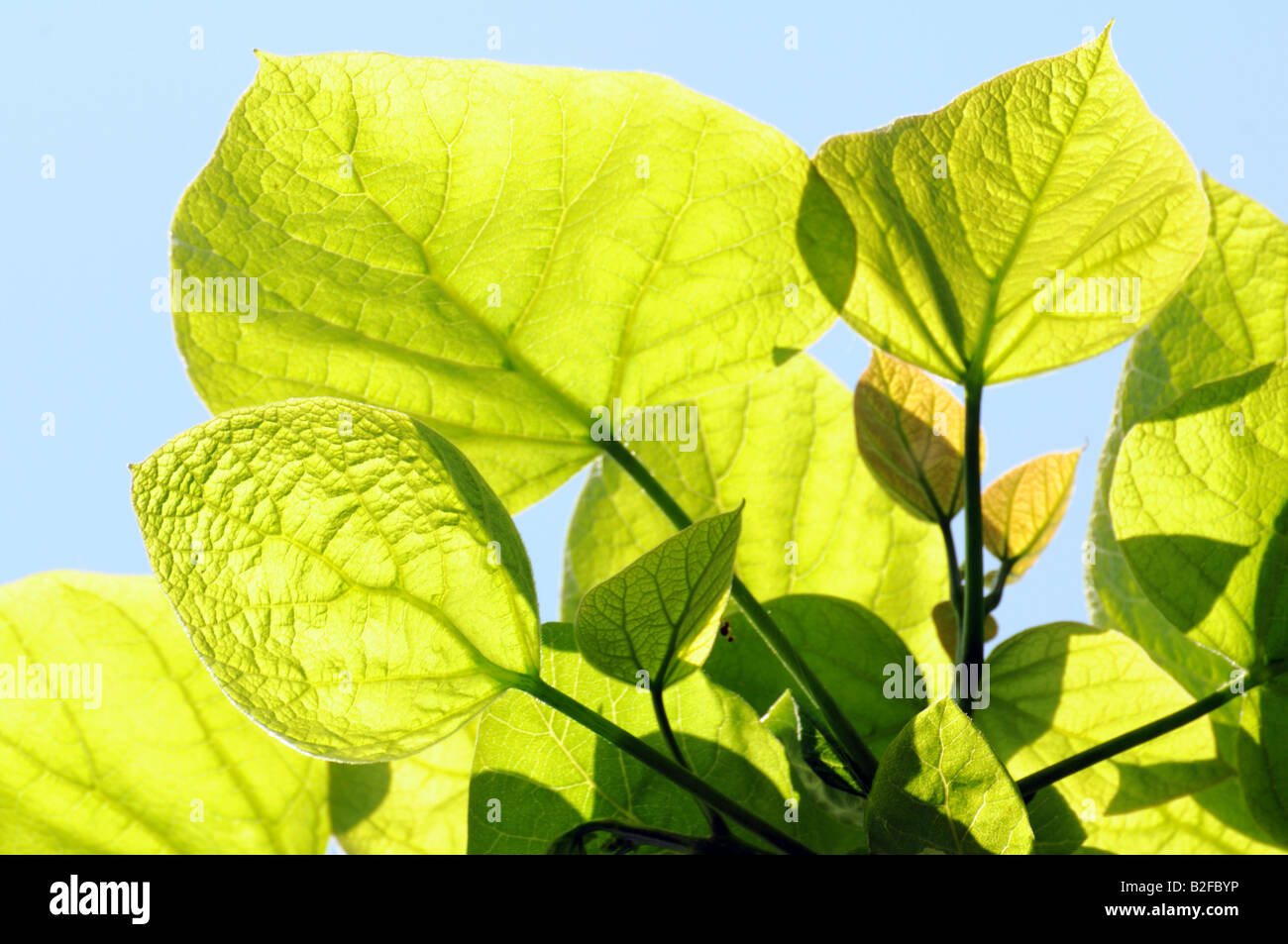 Bean Tree leaves (Catalpa speciosa) Stock Photo