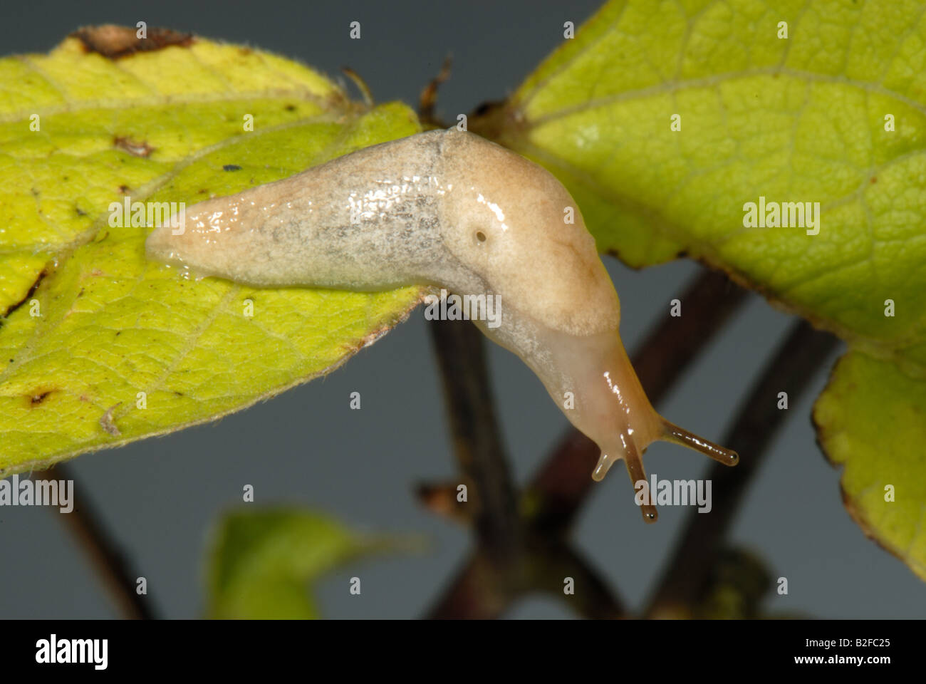 A pale slightly marked variation of the grey field slug Deroceras reticulatum on runner bean leaf Stock Photo