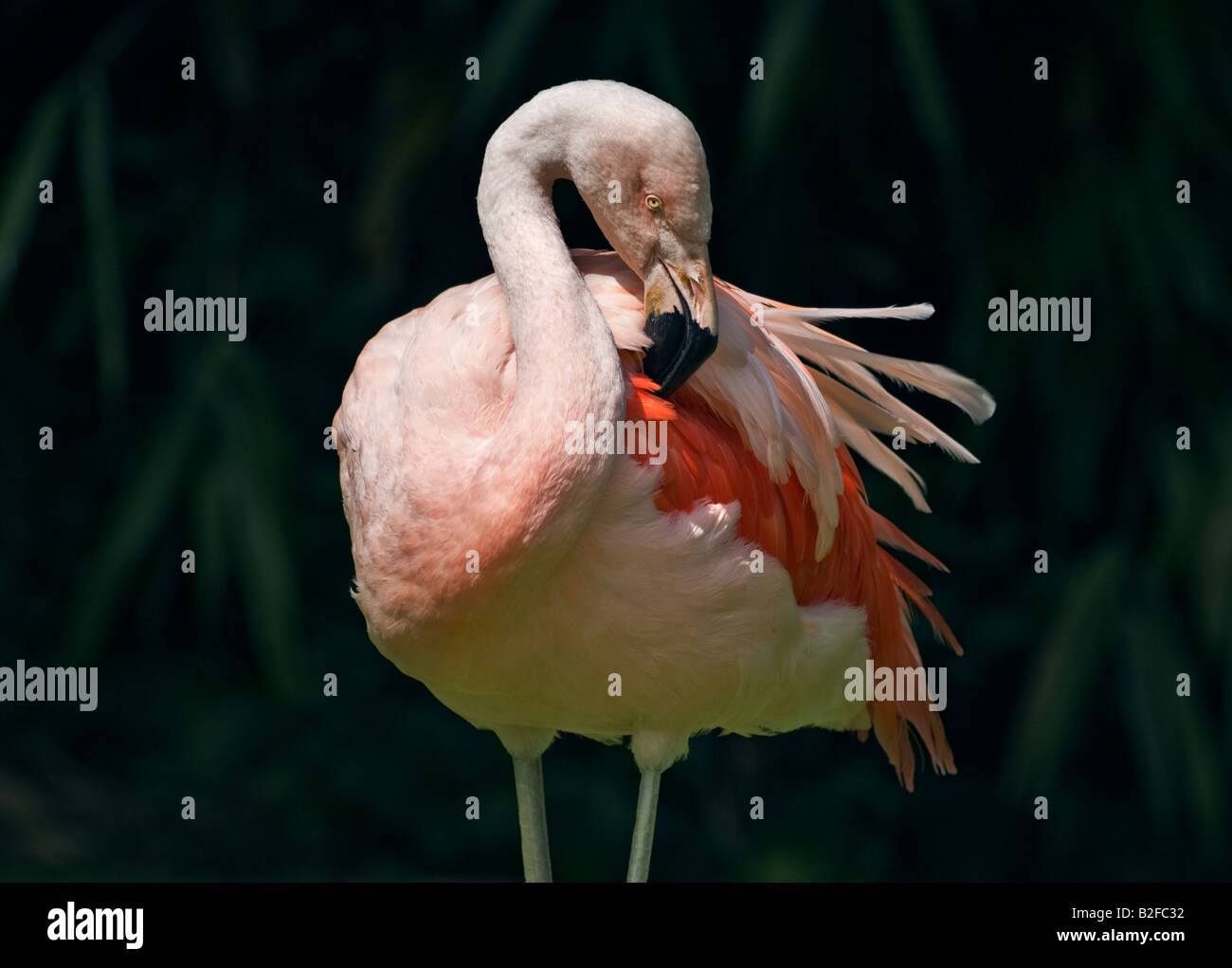 Chilean Flamingo (phoenicopterus chilensis) preening Stock Photo