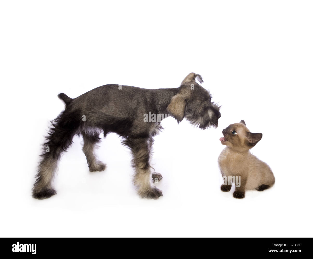 Adorable Miniature Schnauzer puppy with cute Munchkin kitten talking isolated on white background Stock Photo