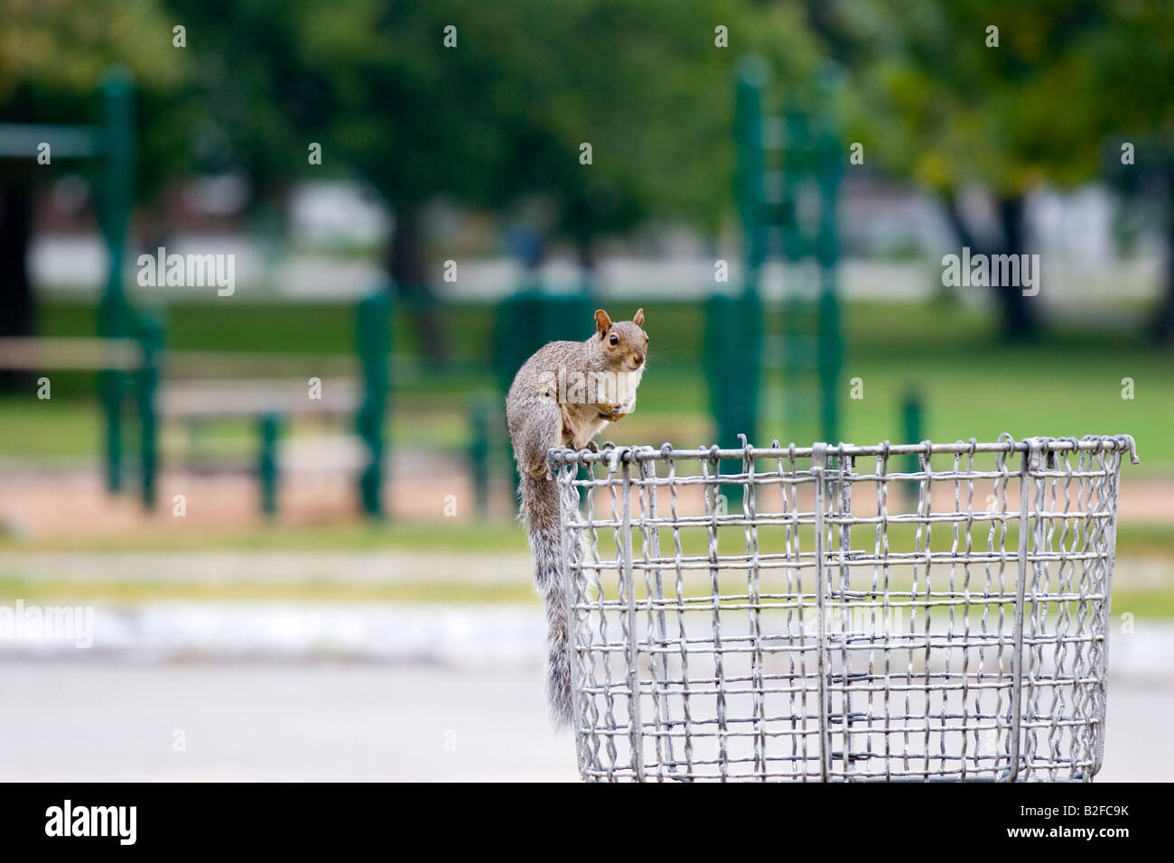 squirrel, grey, garbage, can, eating, green grass, gray, sciurus
