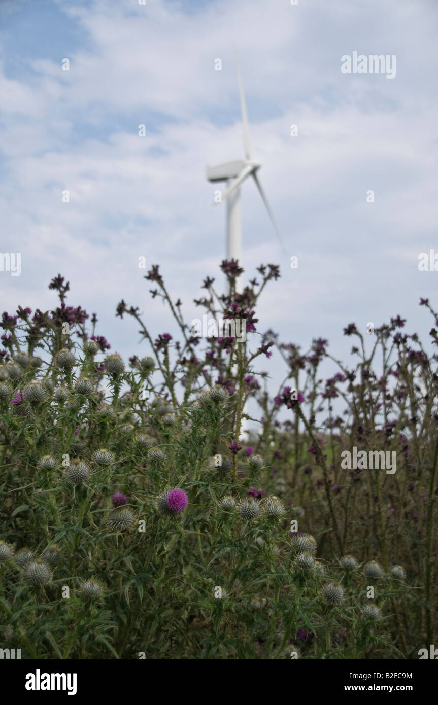 Thistles in front of a wind turbine owned by Scottish Power. Stock Photo