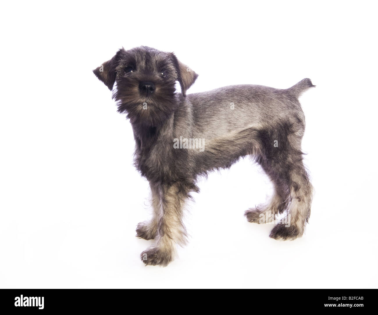 Adorable Miniature Schnauzer puppy isolated on white background Stock Photo