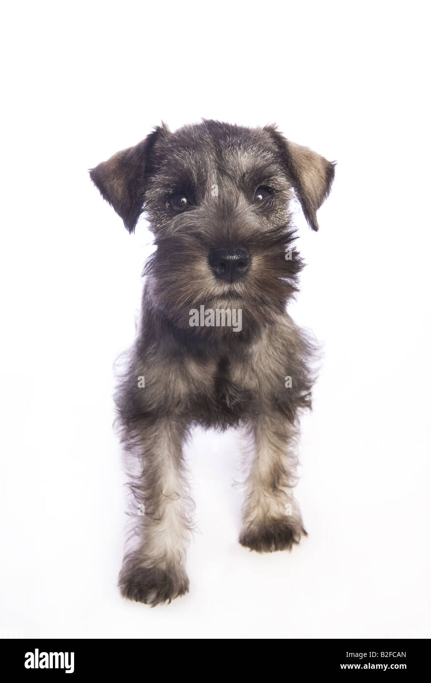 Adorable Miniature Schnauzer puppy isolated on white background Stock Photo