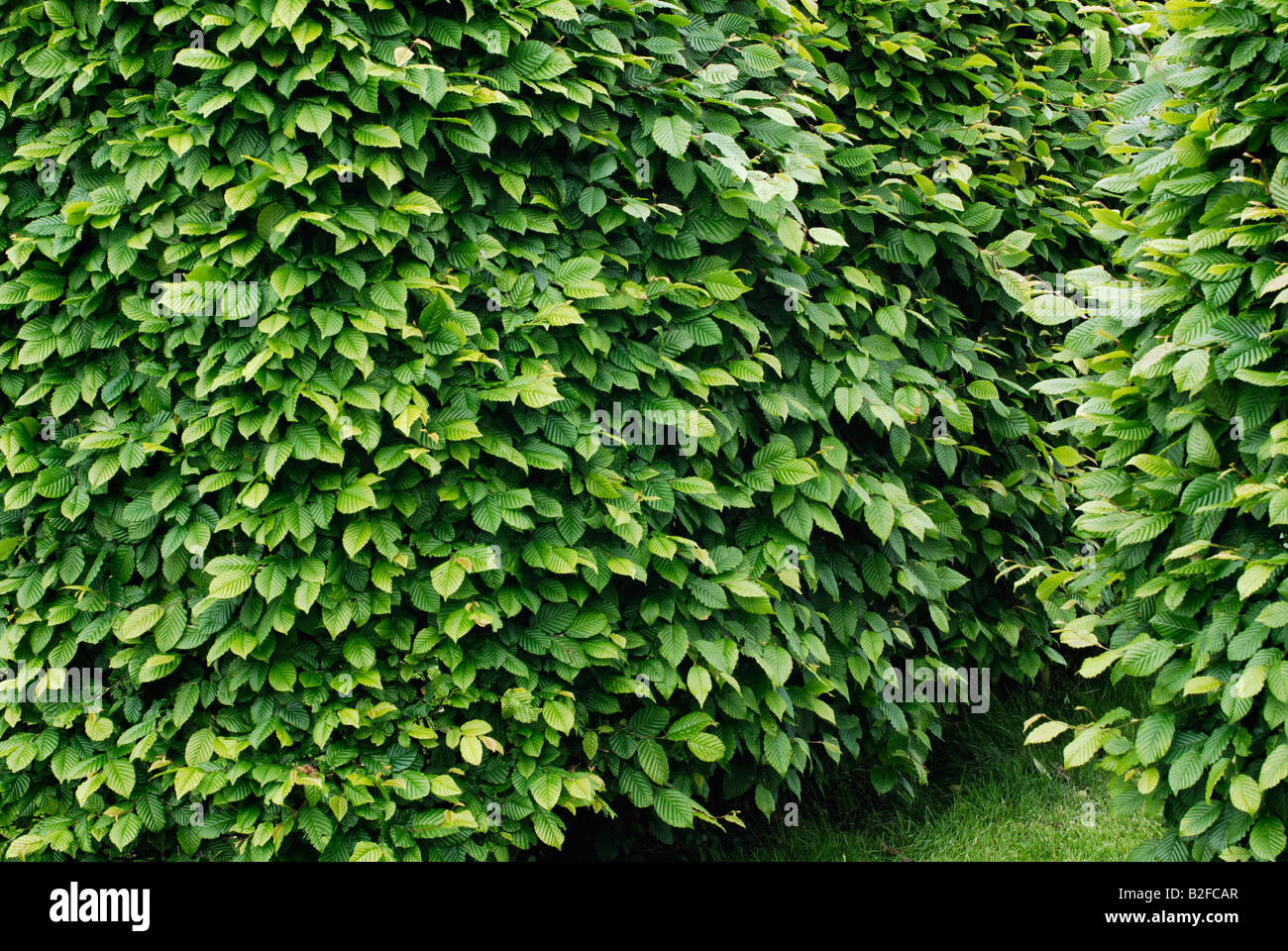 Hornbeam hedge Stock Photo