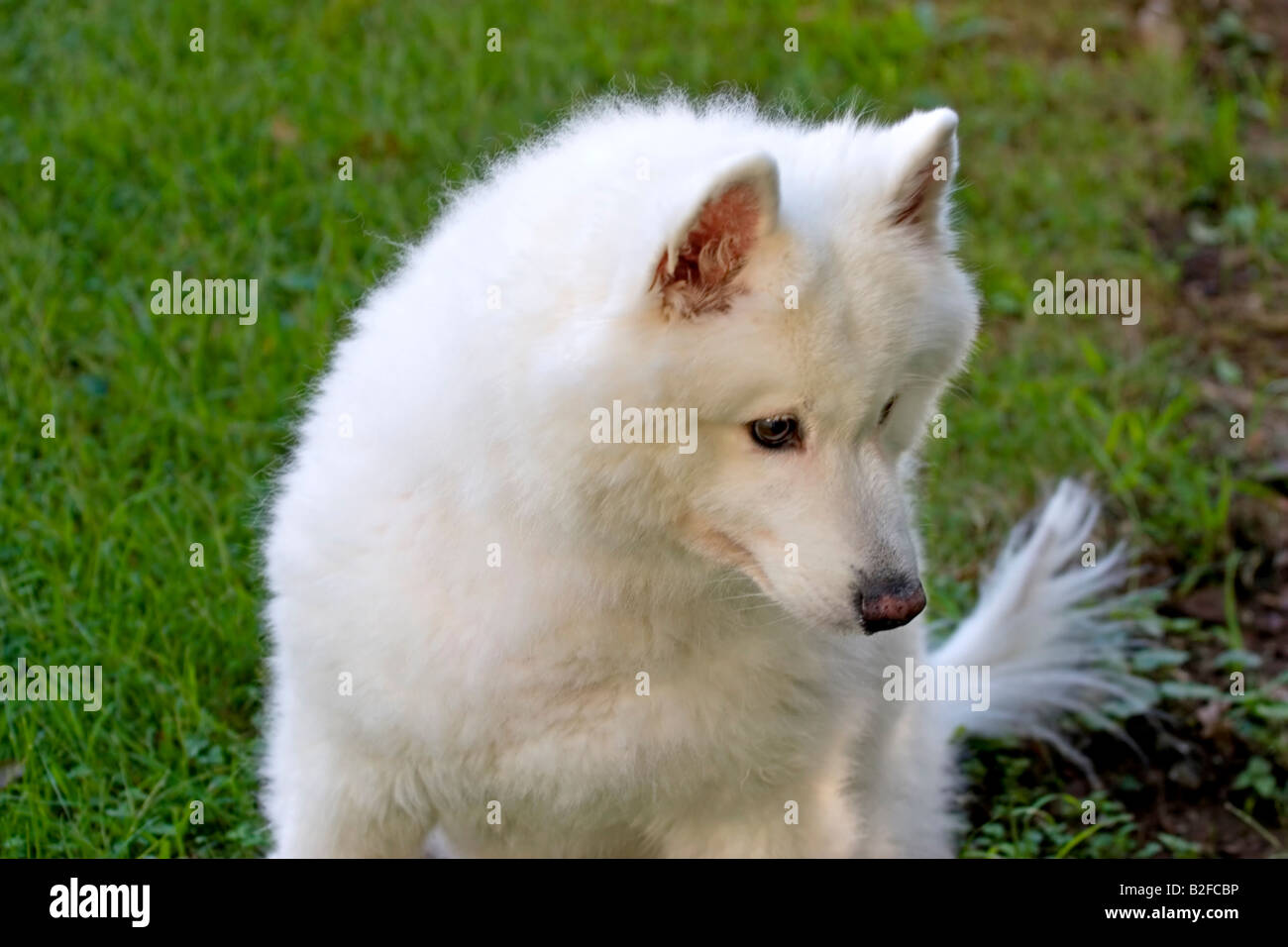cute dog down dreaming fluffy laying samoyed white portrait of male female puppy adult frontal ly meadow nature outside pedigree Stock Photo