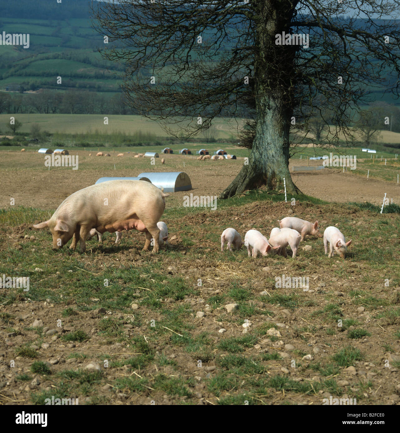 Large white X landrace sow with Duroc X piglets on outdoor farm breeding site Devon Stock Photo