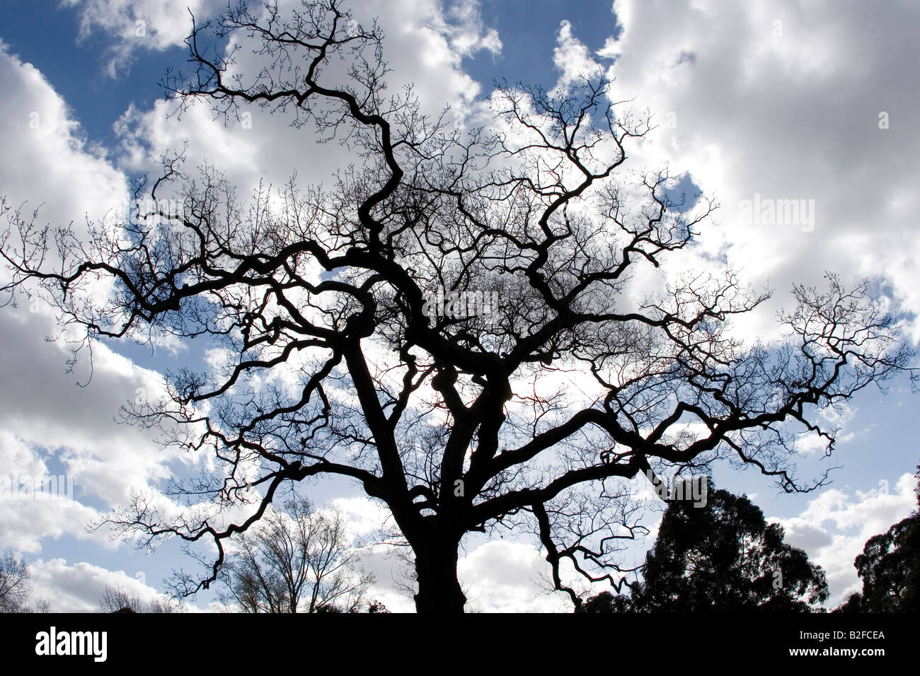 Tree silhouette and sky hi-res stock photography and images - Alamy