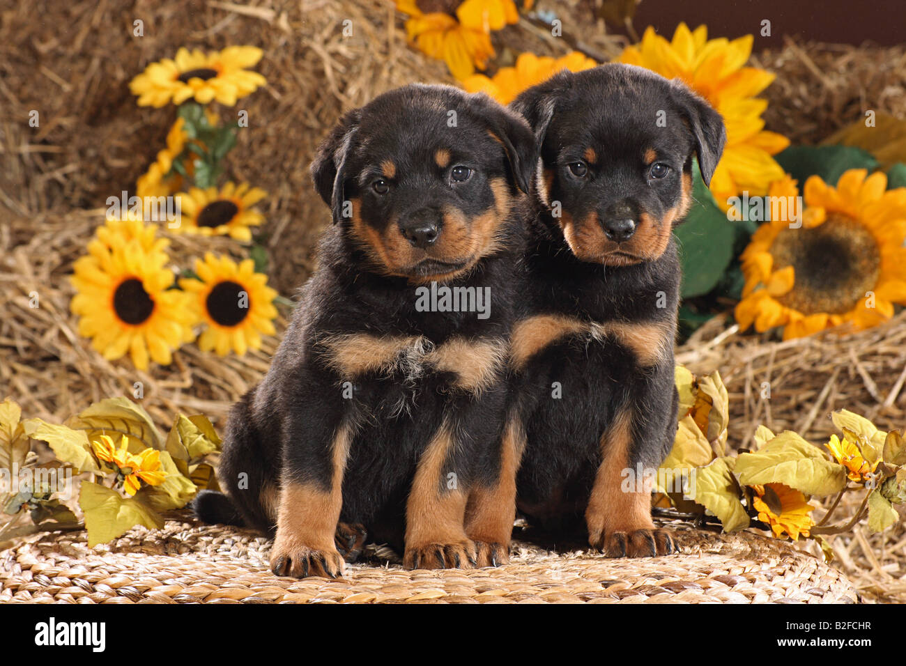 Two Happy Rottweilers Rottweiler. Two puppies sitting on basket in front of sunflowers Stock ...