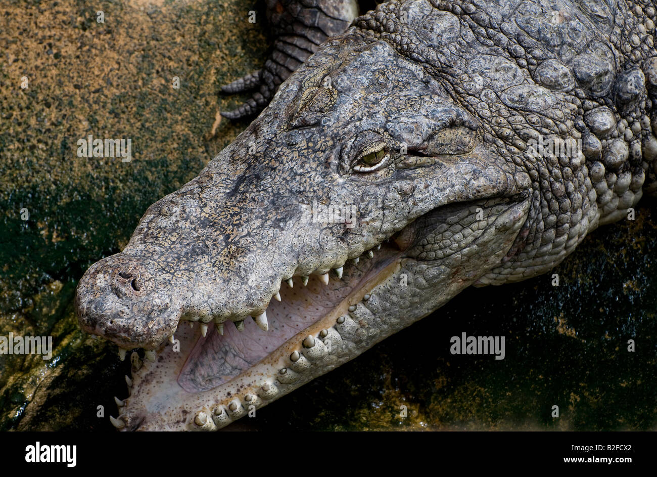 captive american alligator Stock Photo