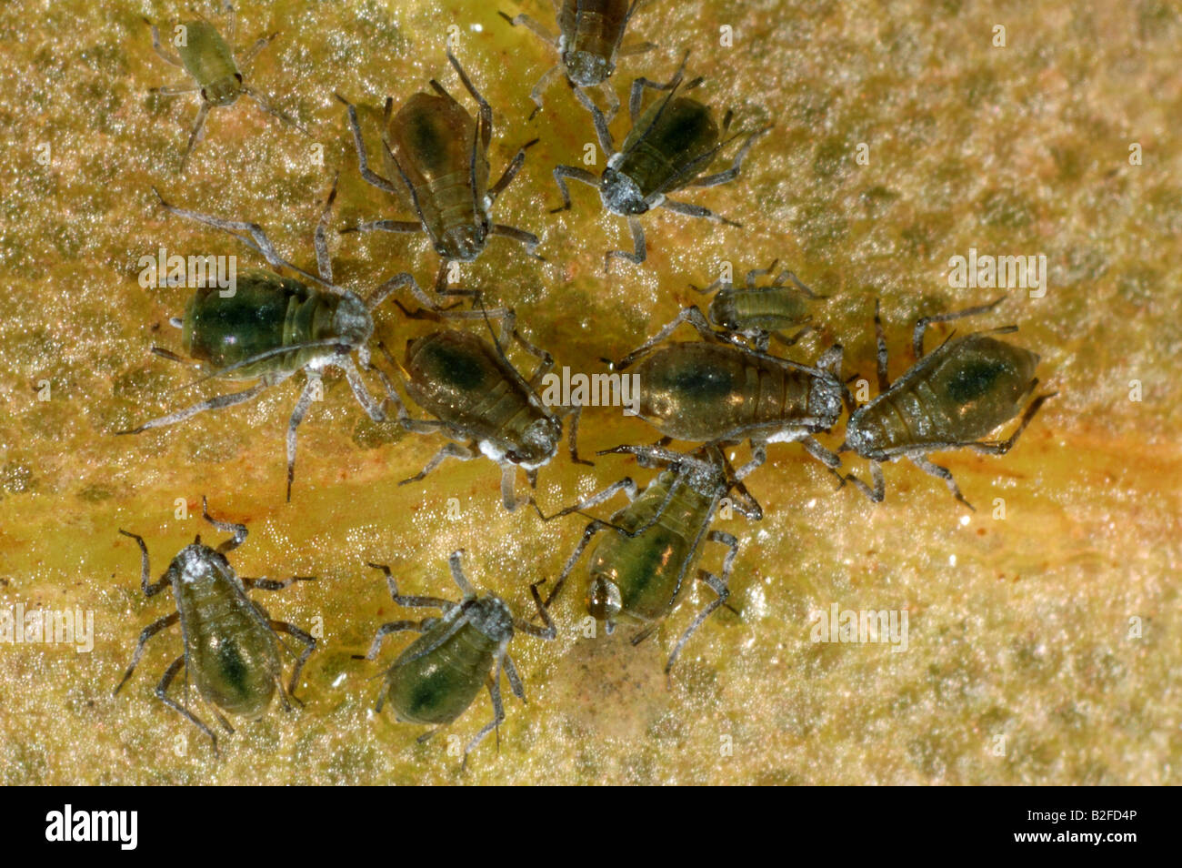 Water lily aphid Rhopalosiphum nympheae on lily pad Stock Photo