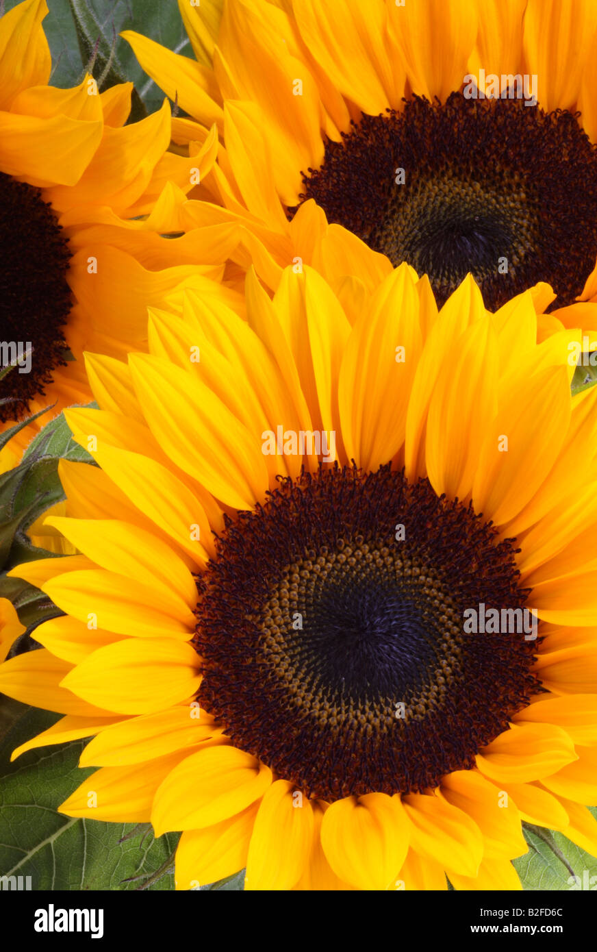 Sunflowers, Helianthus annuus Stock Photo