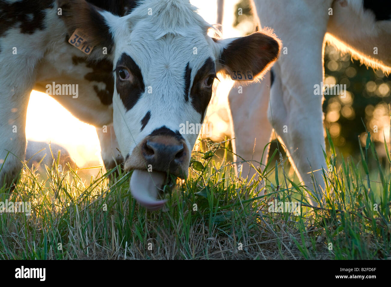 cow eating grass in meadow Stock Photo