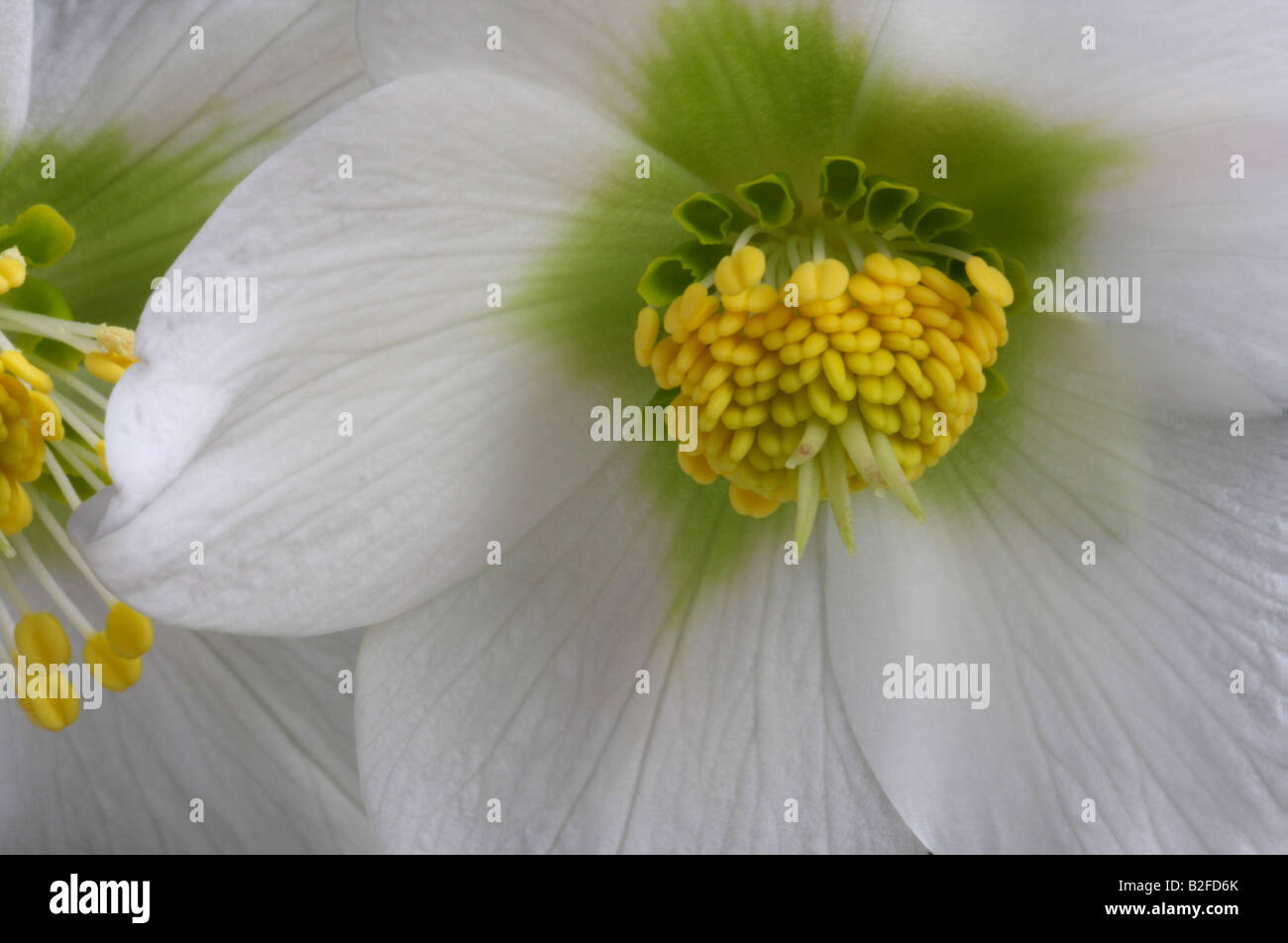 Closeup of flower of the Christmas Rose, Helleborus niger, Potters Wheel Stock Photo