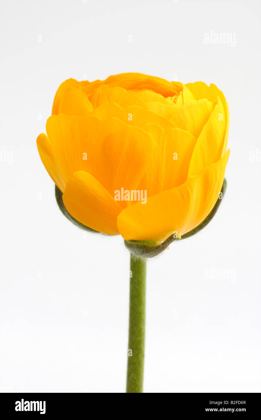 Ranunculus asiaticus, Persian buttercup Stock Photo