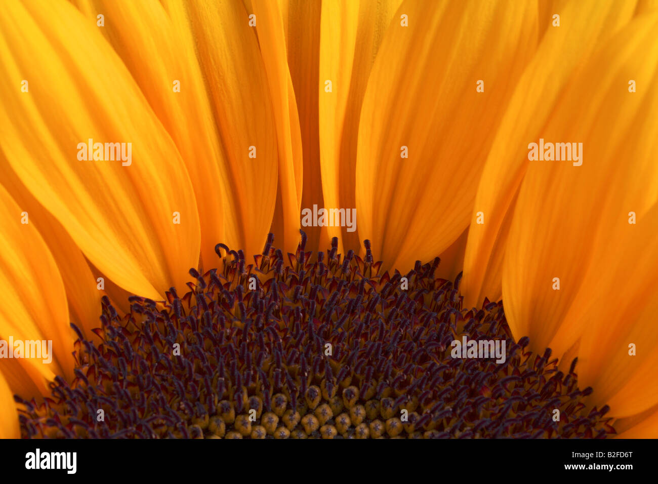 Closeup of sunflower, Helianthus annuus Stock Photo