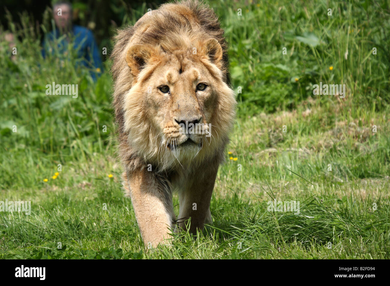 Lion face man hires stock photography and images Alamy