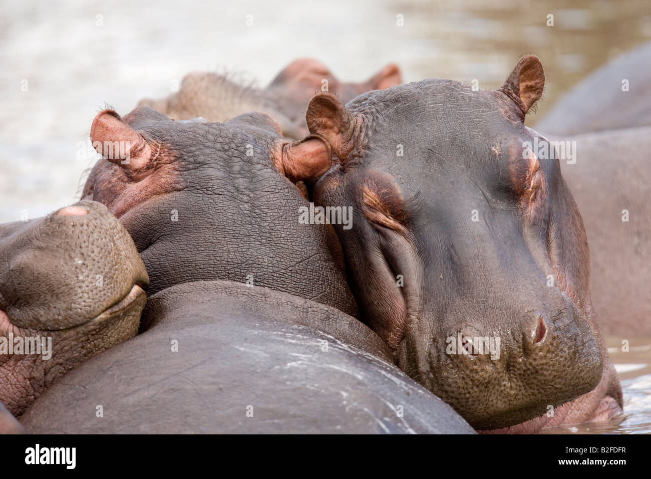 Hippos Hippopotamus amphibius resting Serengeti Tanzania Stock Photo