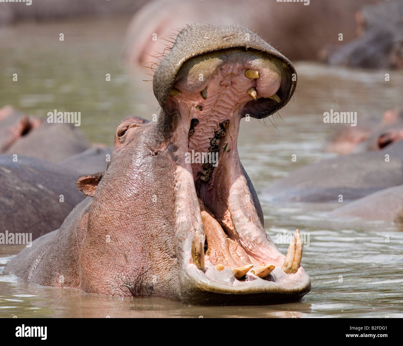Hippo yawning Hippopotamus amphibius Serengeti Tanzania Stock Photo
