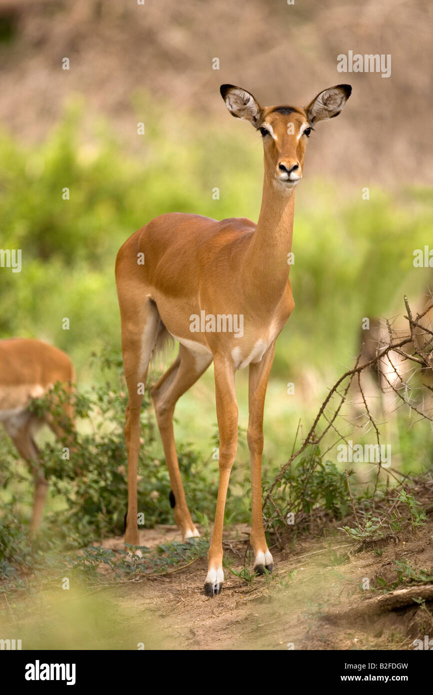 Impala Aepyceros melampus Lake Manyara National Park Tanzania Stock Photo