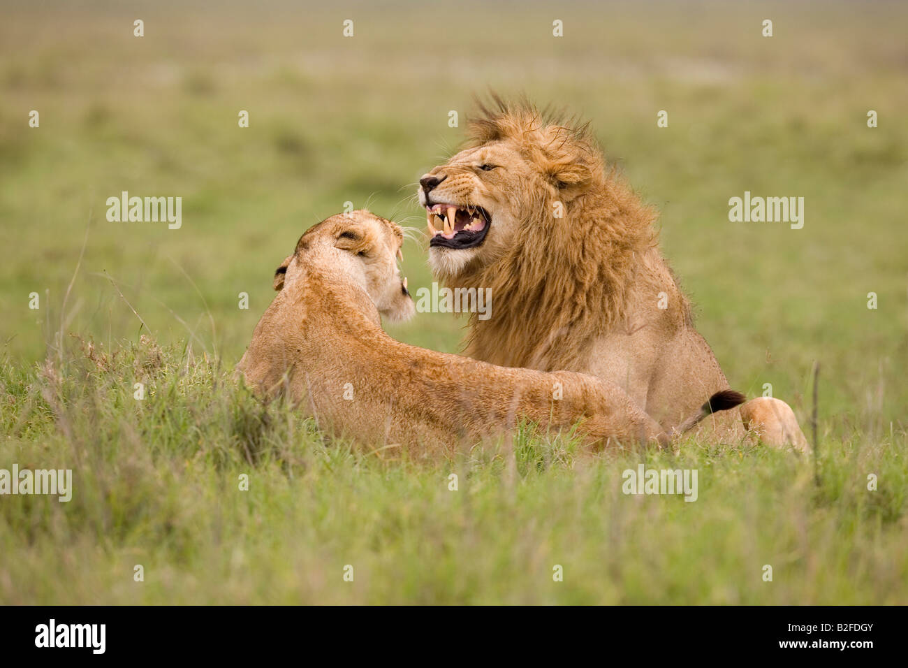 Courting Lion and lioness Panthera leo Ngorongoro Crater Tanzania Stock Photo