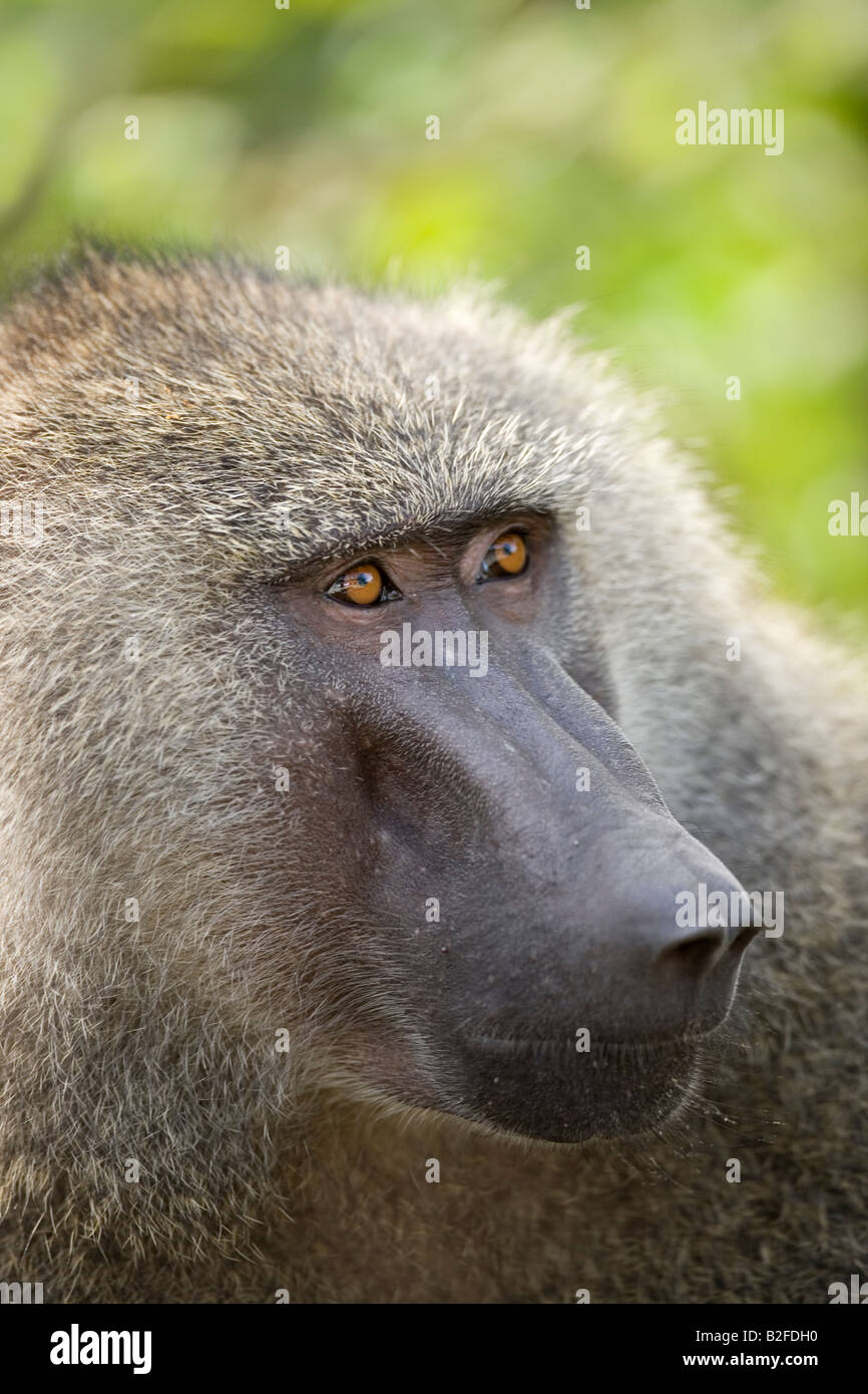 Portrait of male Olive Anubis Baboon Papio anubis Lake Manyara National Park Tanzania Stock Photo