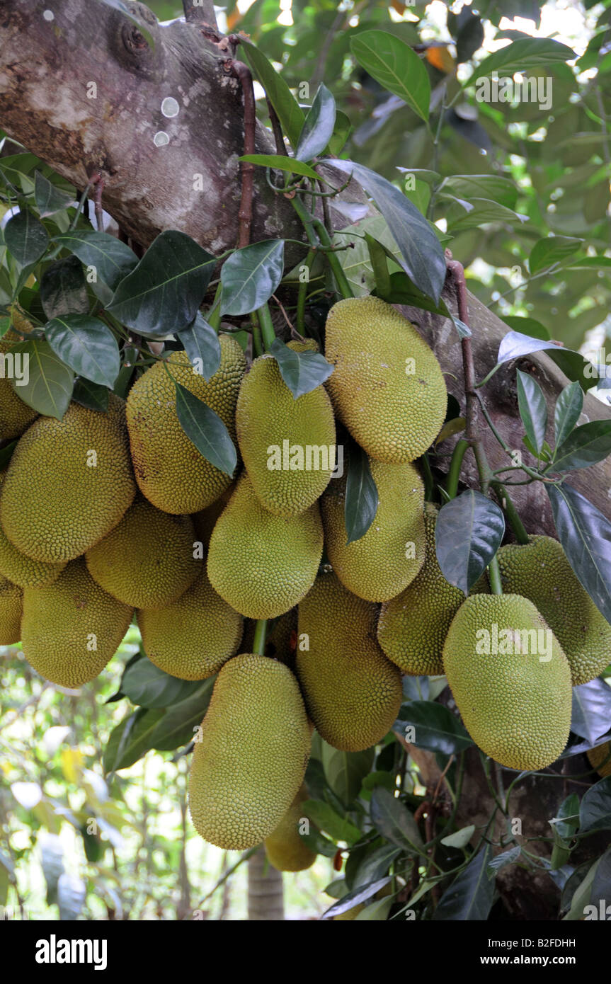 Jackfruit growing Central Highlands Vietnam Stock Photo Alamy