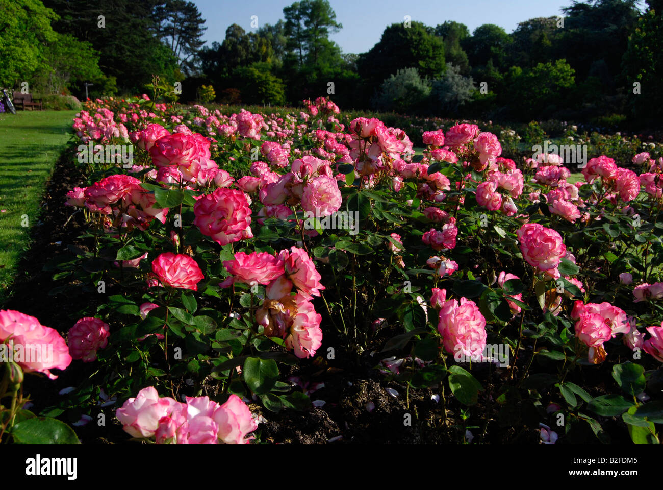 pink roses in roath park rose garden Stock Photo Alamy