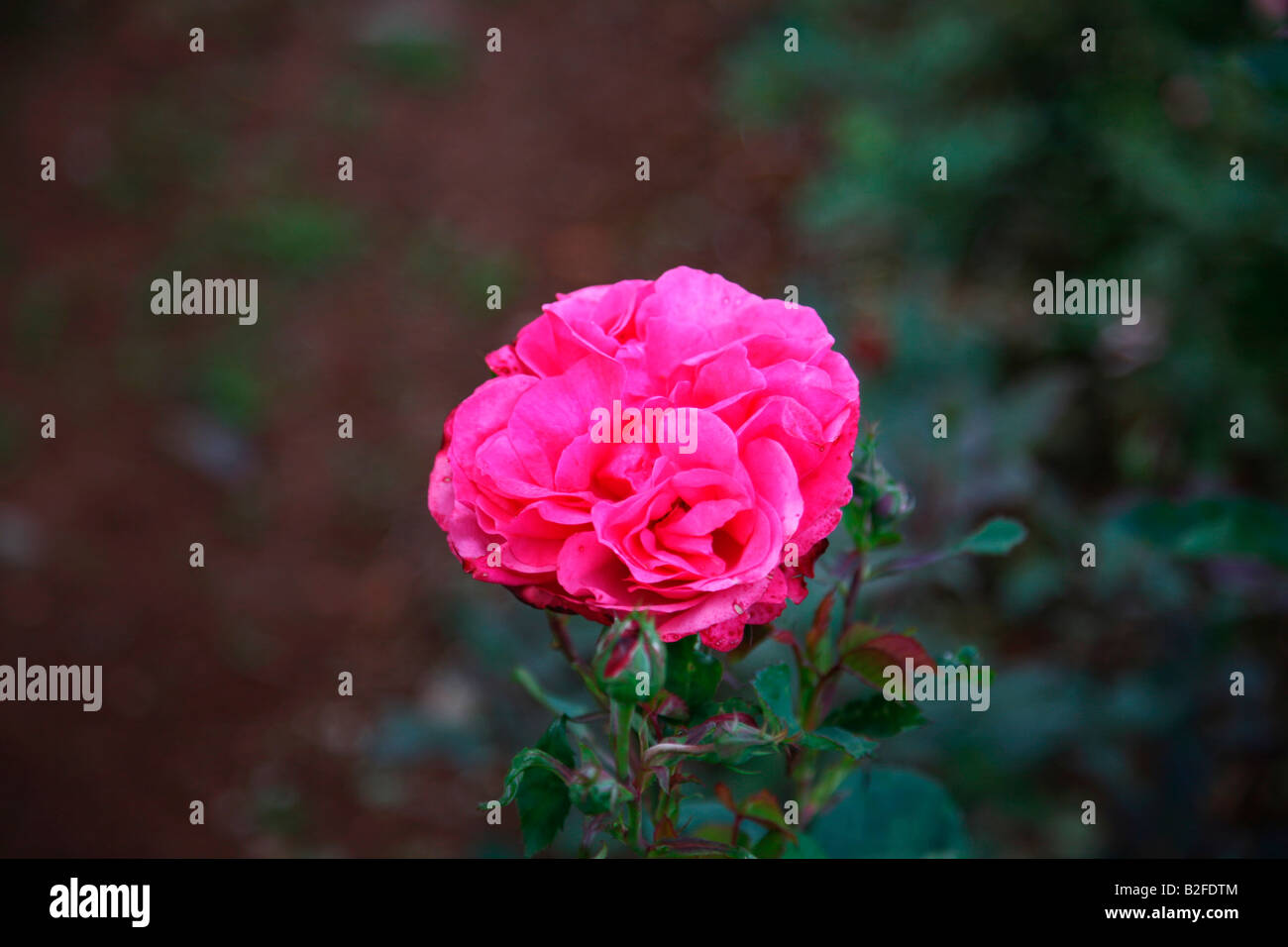 Humility rose flower hi-res stock photography and images - Alamy