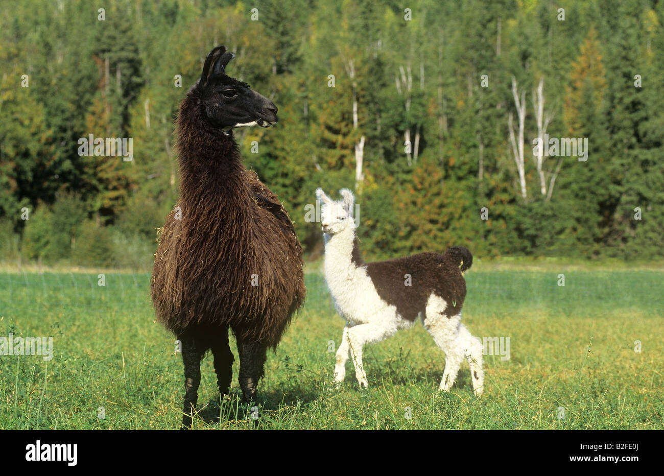 lama with cub - standing on meadow Stock Photo