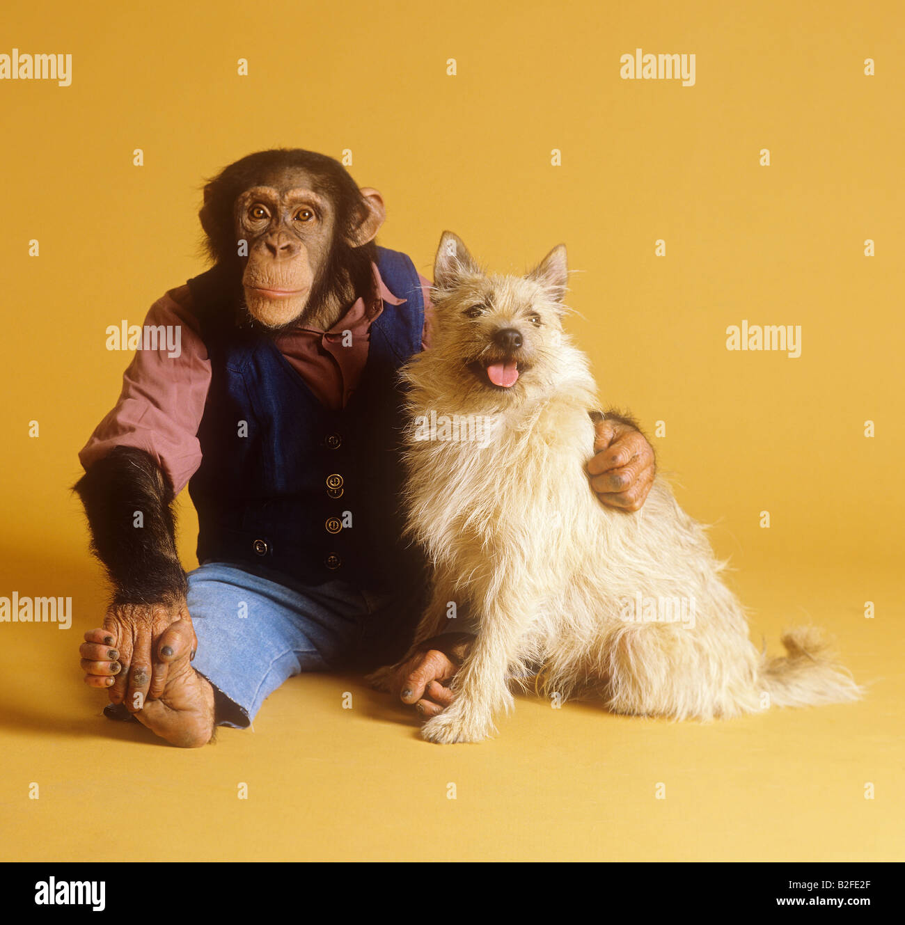 Animal friendship chimpanzee hybrid dog hires stock photography and images Alamy