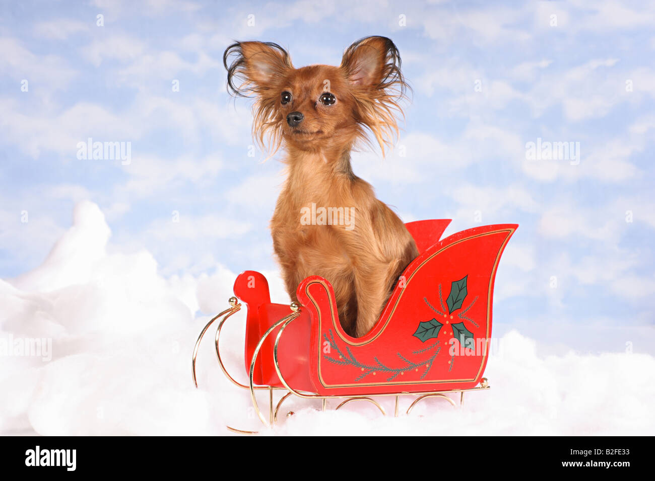 Russian Toy Terrier - sitting in sledge Stock Photo