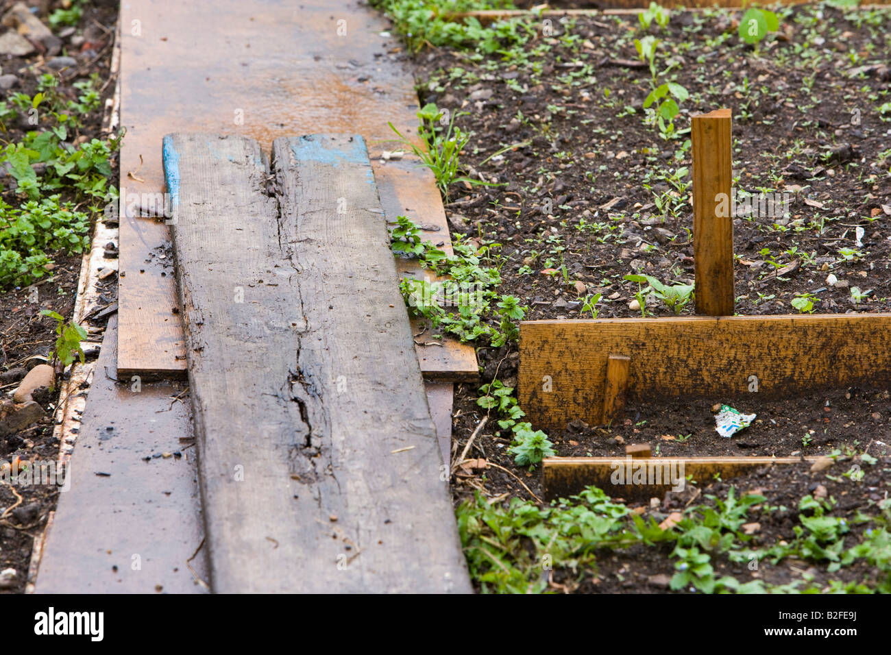 wooden planks placed across vegetable beds a pathway Stock Photo Alamy