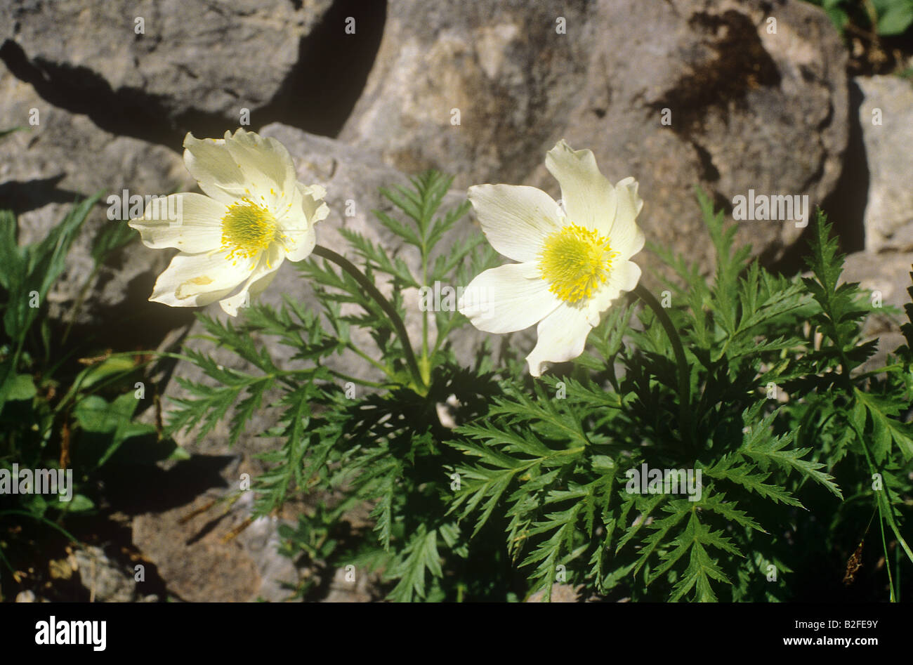 White Dryas   Dryas Octopetala Stock Photo - Alamy