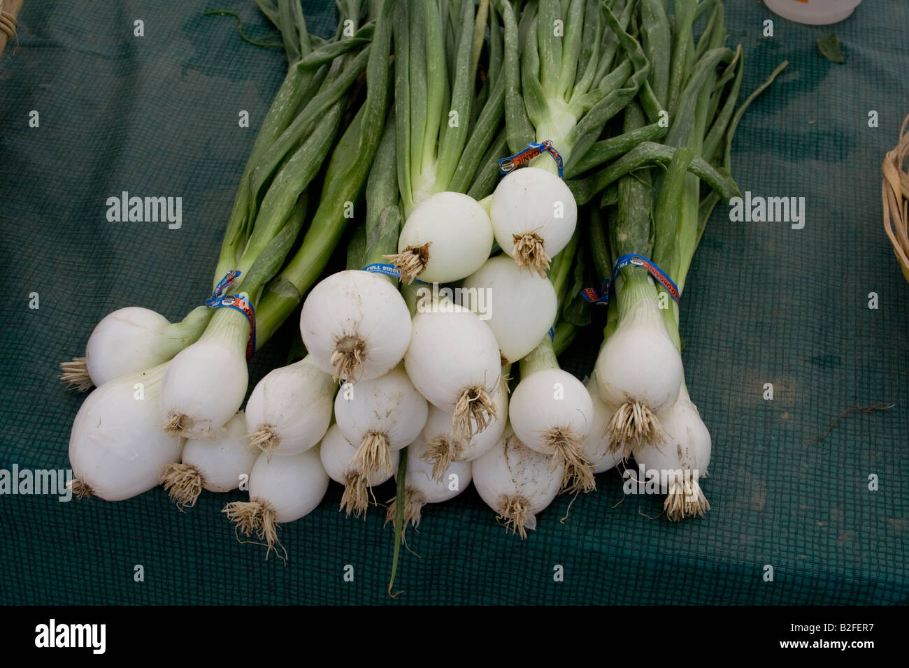 Bunches of green onions Stock Photo - Alamy