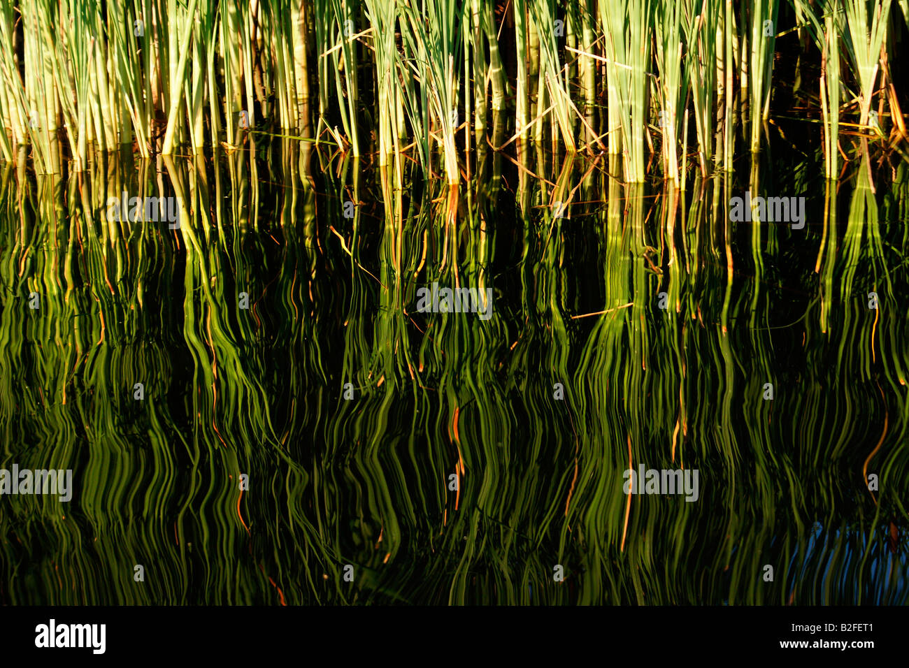 Green grass reed growing in pond reflected by water surface with
