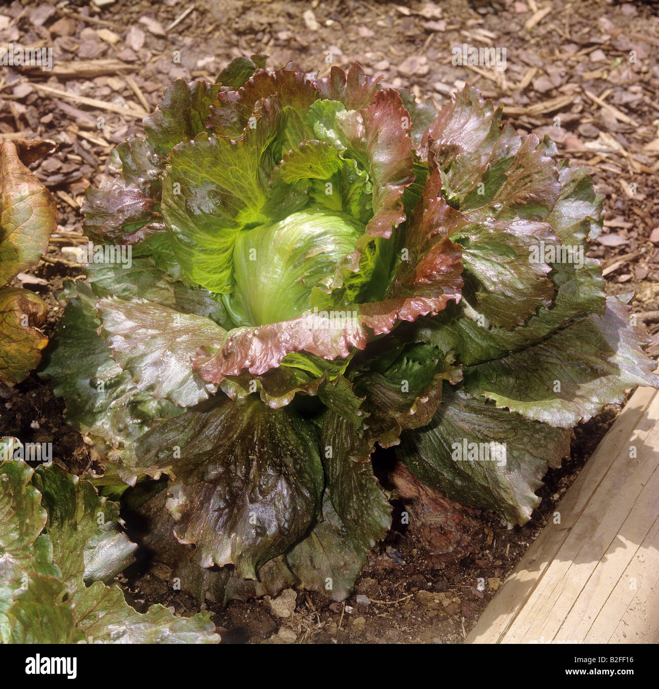 red iceberg lettuce / Lactuca sativa Stock Photo Alamy
