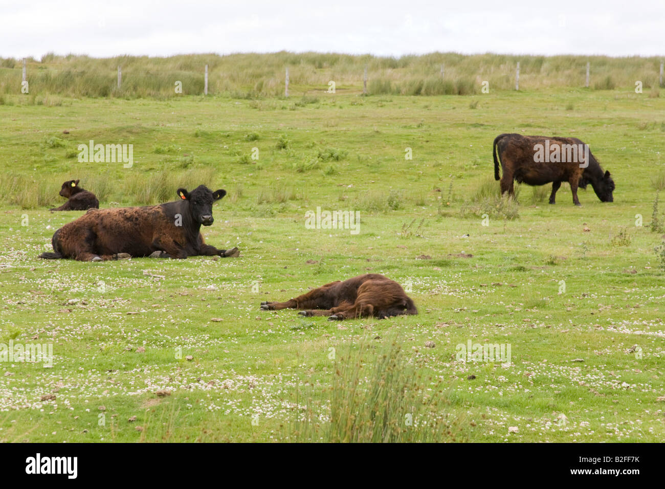 Aberdeen Angus cows in winter coat. Glanton Northumberland England ...