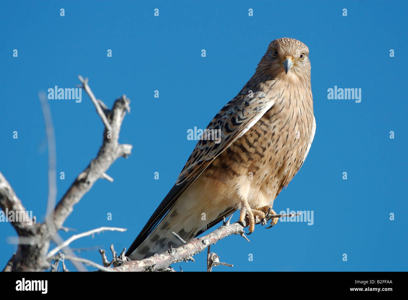 Bird of Prey Stock Photo - Alamy