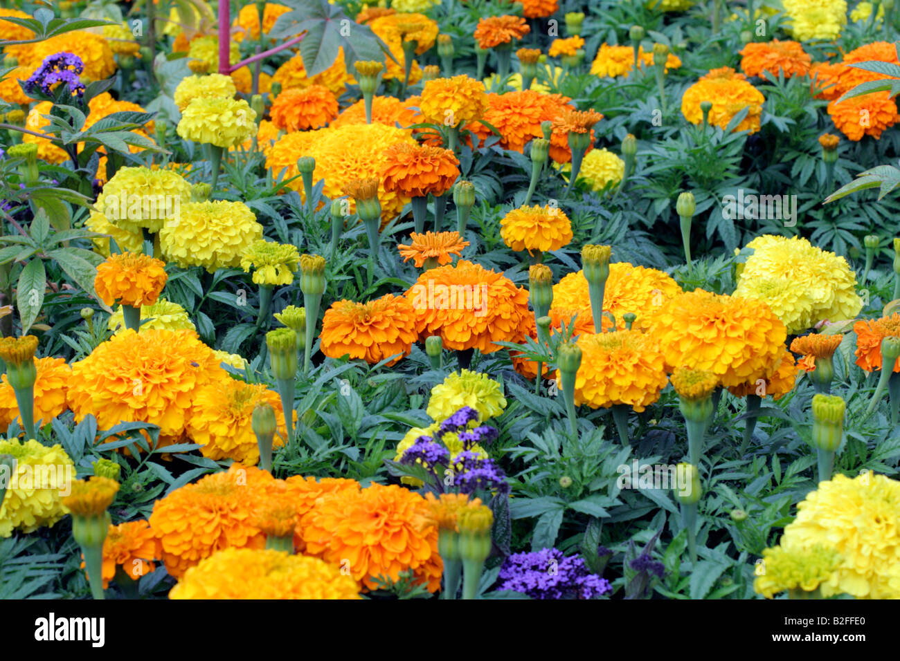 AFRICAN MARIGOLDS USED FOR BEDDING OUT Stock Photo