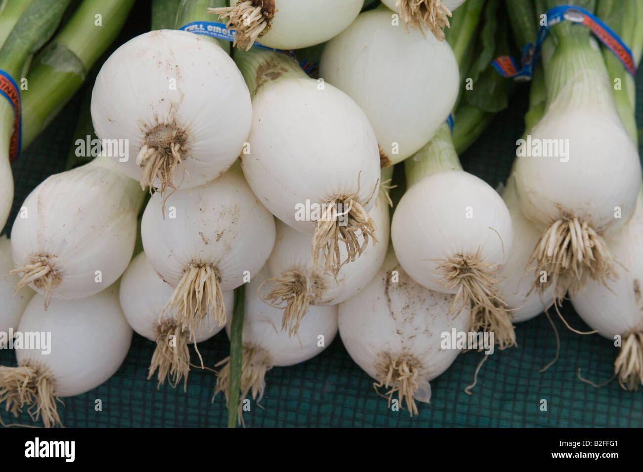 Bunches of green onions Stock Photo - Alamy