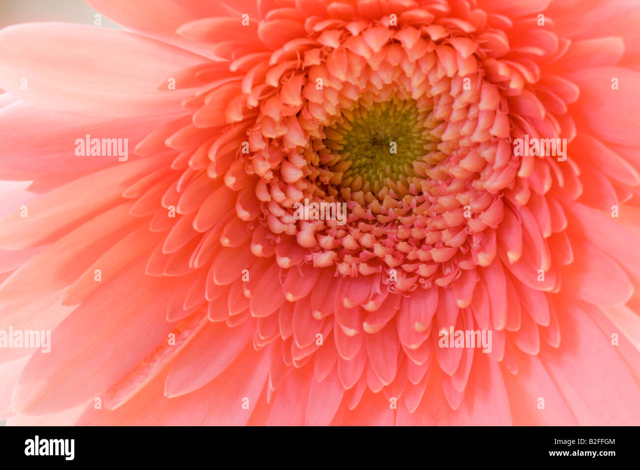 Chrysanthemum horizontal hi-res stock photography and images - Alamy